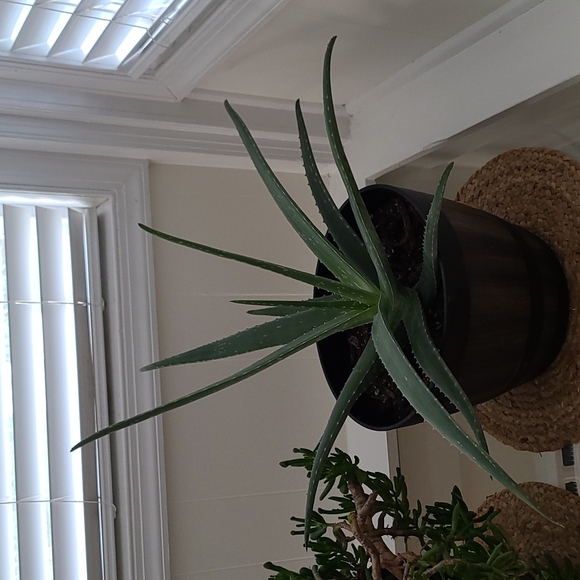 2 Baby aloe pup - Picture 9 of 9